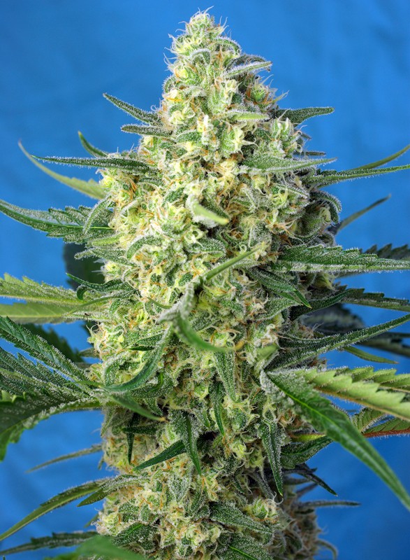 Jack 47 XL Auto autofem
