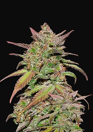 Smoothie Auto autofem