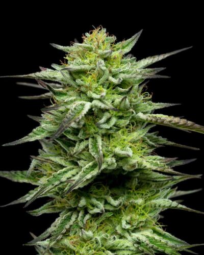 Mountaintop Mint (Feminised) Fem