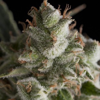 Fresh Candy fem