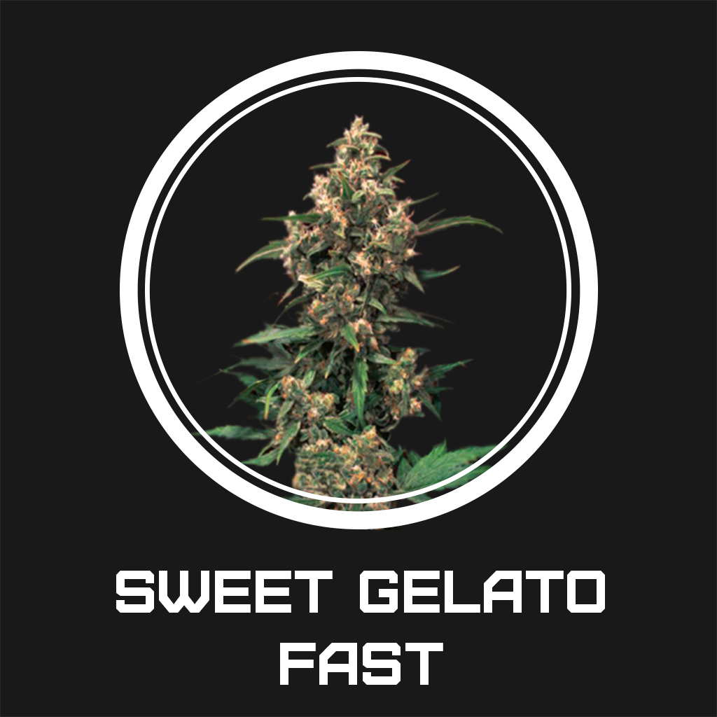 Sweet Gelato Fast fem