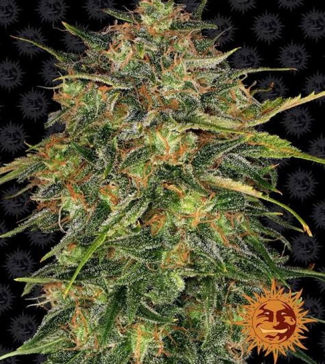 Cheese fem