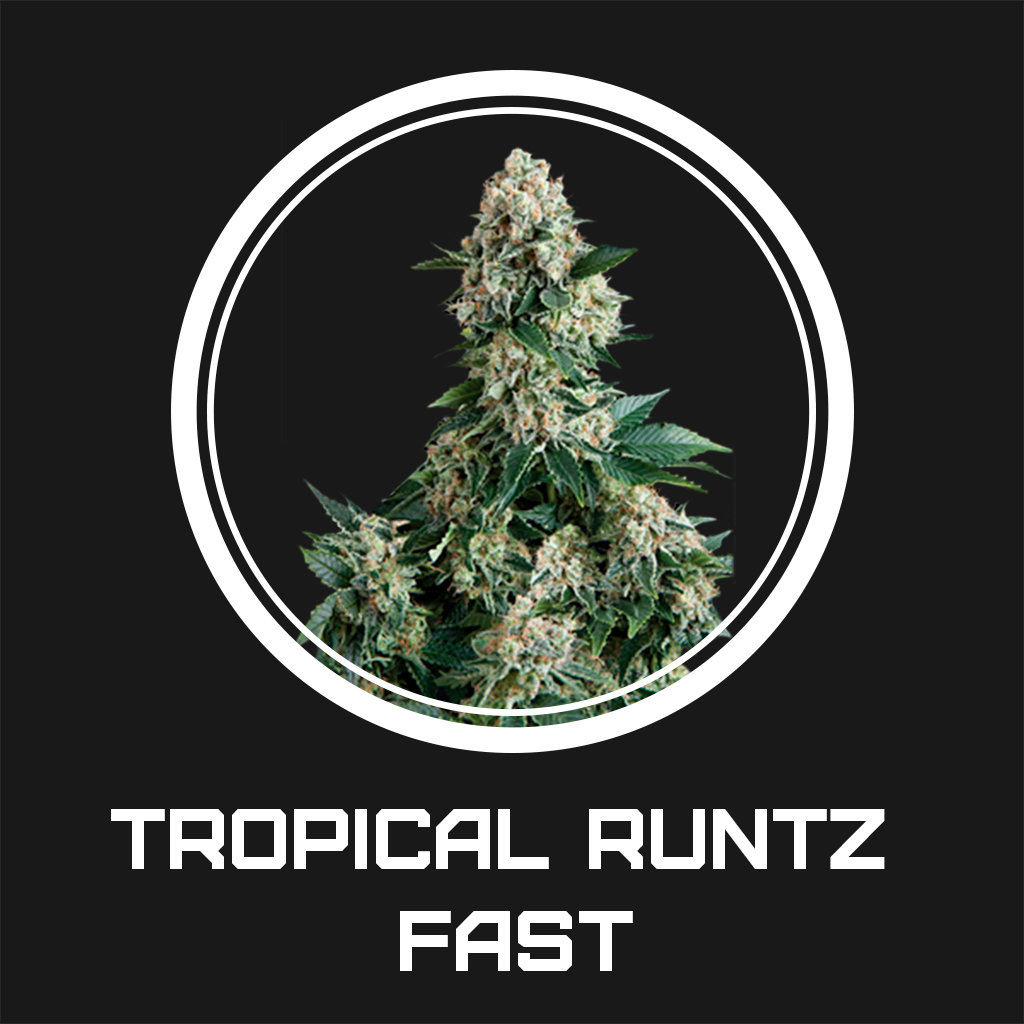 Tropical Runtz Fast fem