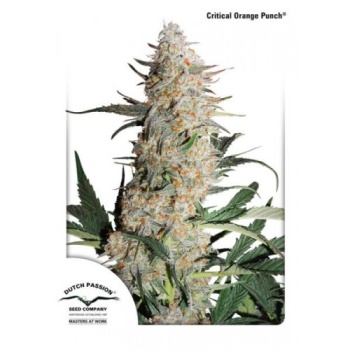Critical Orange Punch fem