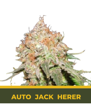 Auto Jack Herer autofem