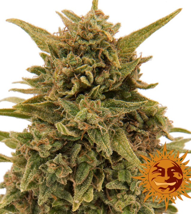 Blueberry OG fem