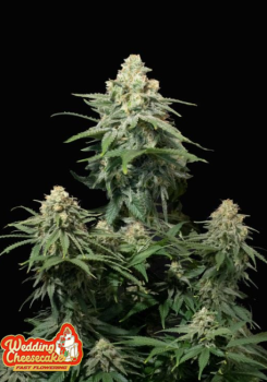 Wedding Cheesecake FF fem
