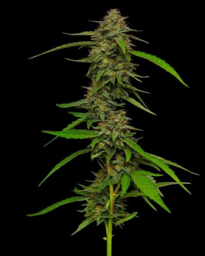 Strawberry Cheesecake Auto (Feminised) autofem