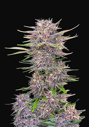 Banana Purple Punch Auto autofem