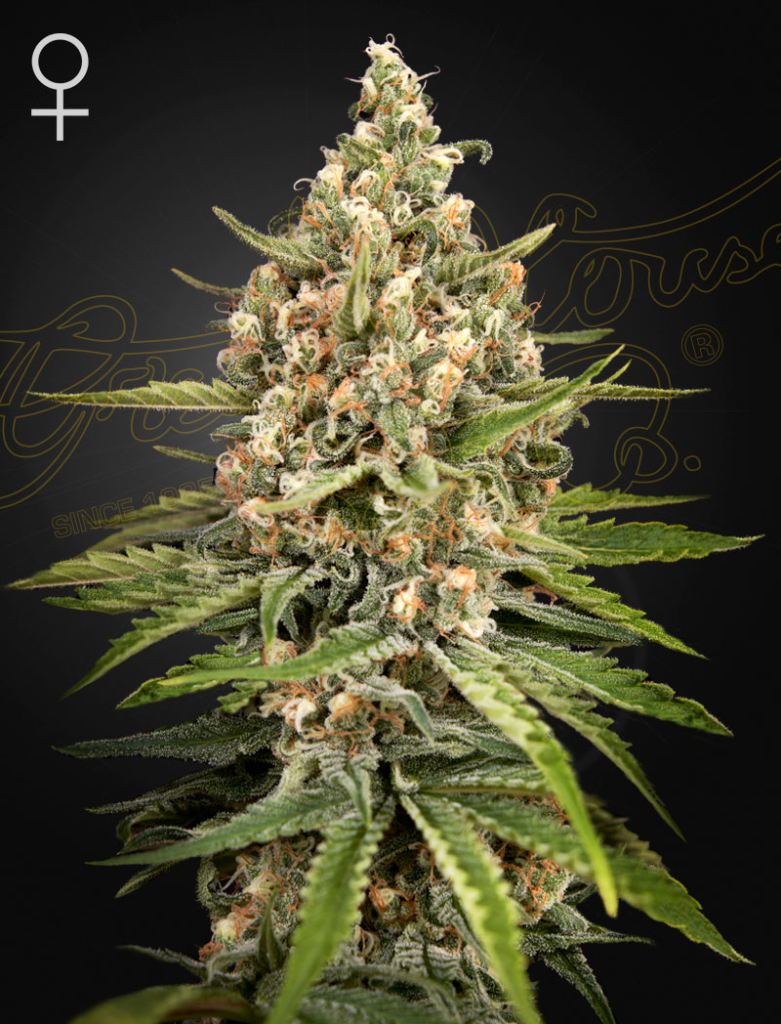 Bubba Slush (Feminised) fem