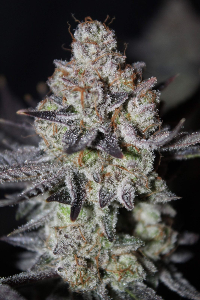 Tropicana Cookies FF fem