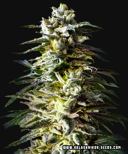 Bruce Killer Autofem