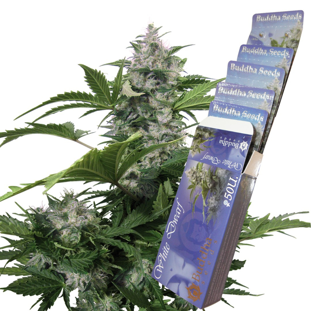 White Dwarf Auto autofem