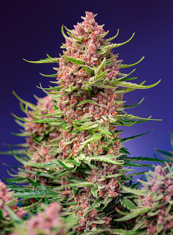 Strawberry Cola Sherbet F1 Fast Version fem