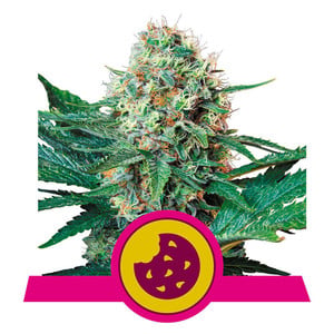 Royal Cookies fem