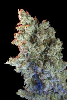 Super Silver Haze fem