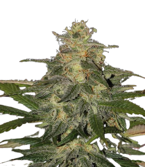 Auto Mazzar genetics autofem