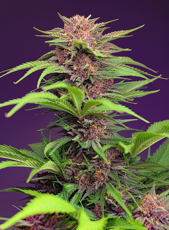 Red Mimosa XL Auto autofem