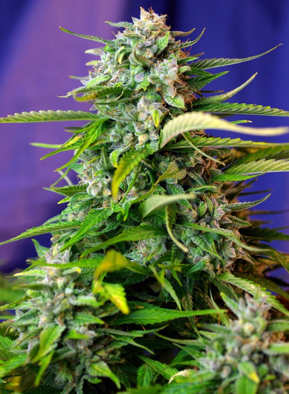 Jack 47 Auto autofem