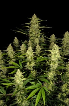 Papaya Cookies Auto autofem