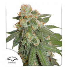 Auto Orange Bud autofem
