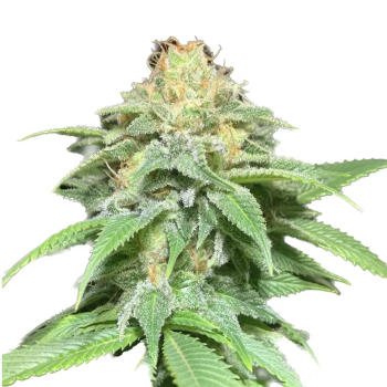 Auto Shkiper Kush genetics autofem