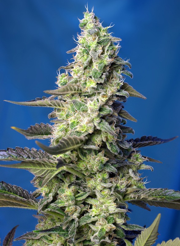Green Poison XL Auto® autofem