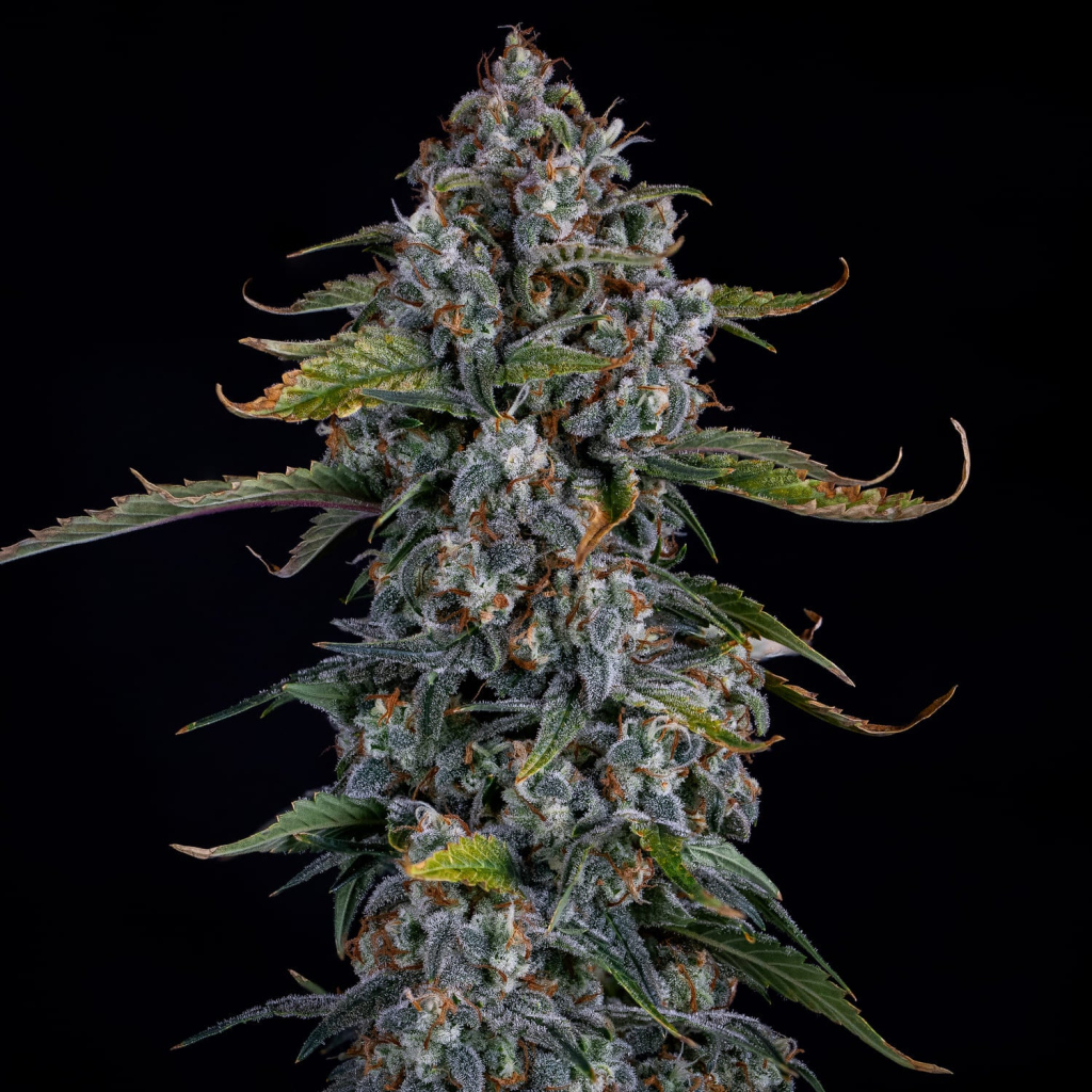 Forum Stomper Auto autofem