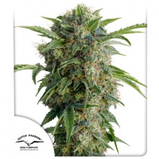 Auto Daiquiri Lime autofem