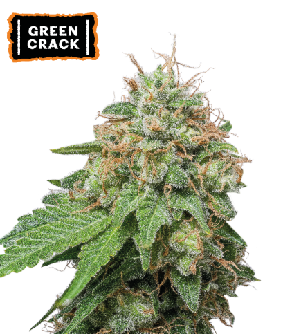 Green Crack Auto autofem
