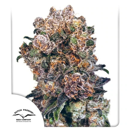 Blueberry reg