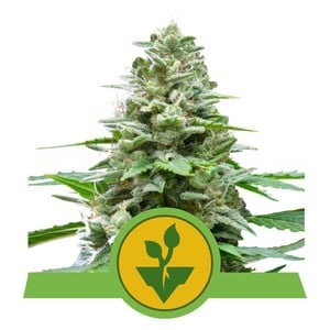 Easy Bud autofem