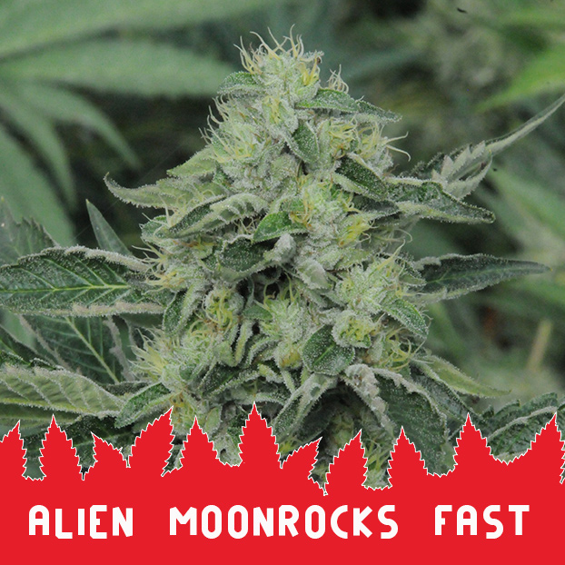 Alien Moonrocks Fast fem