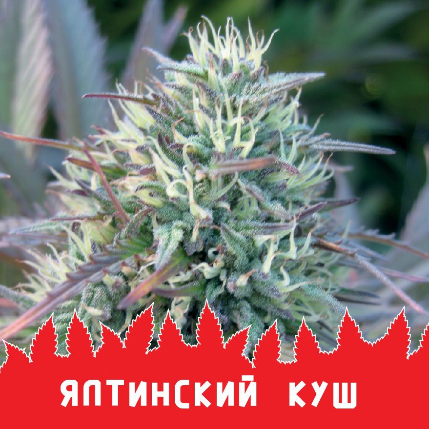 Yalta Kush fem