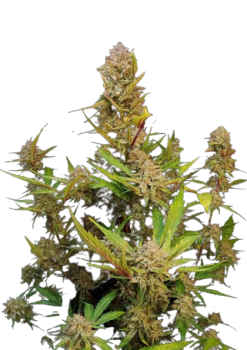 Apricot Auto autofem