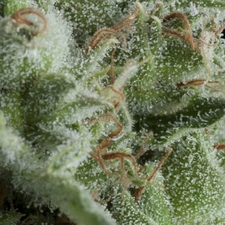 Auto Kryptonite autofem