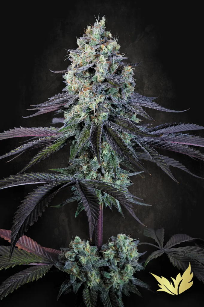 Purple Mints fem
