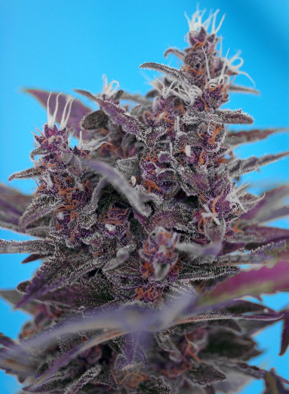 Black Cream Auto autofem
