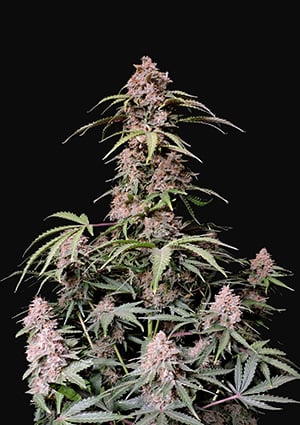 Amnesia Zkittlez Auto autofem