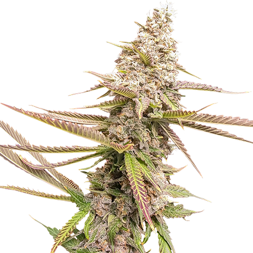 Strawberry Cookies fem