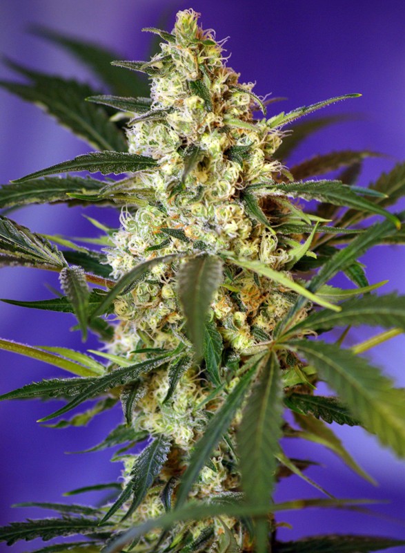 Fast Bud Auto autofem