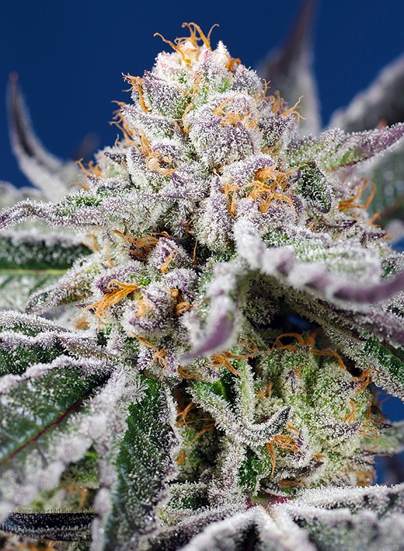 Orange Apricot Glue XL Auto autofem