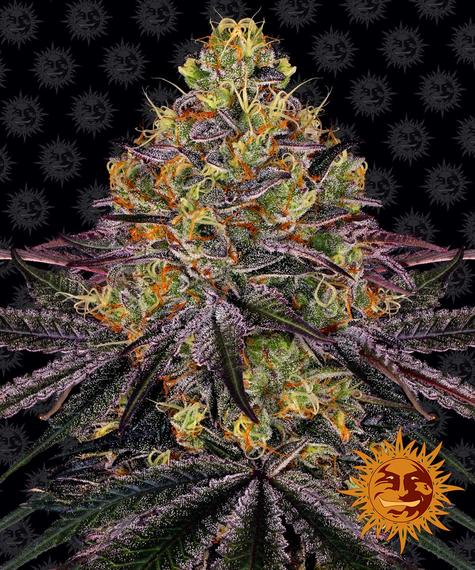 Watermelon Zkittlez fem