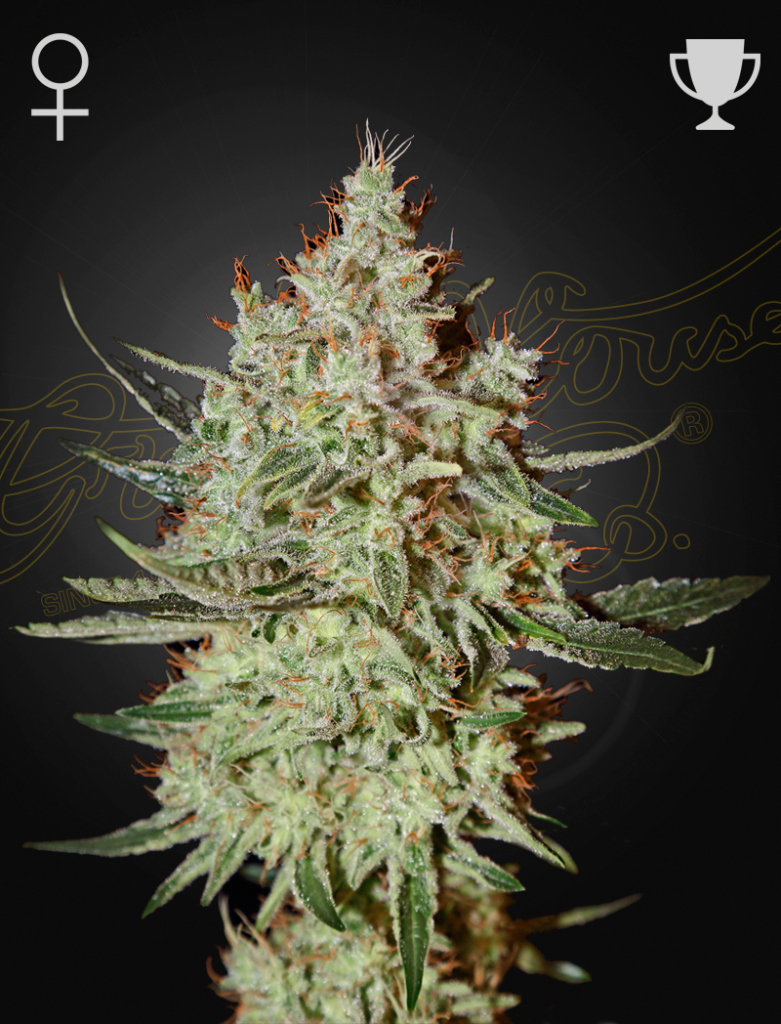 GH Cheese (Feminised) fem