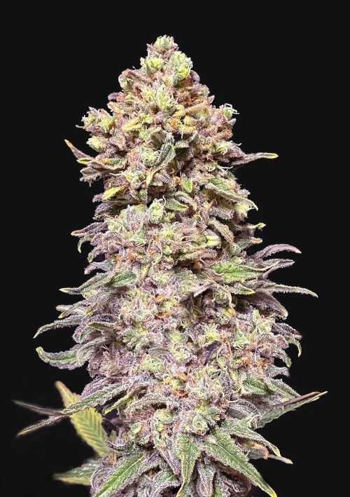 Gran Purple Banner autofem