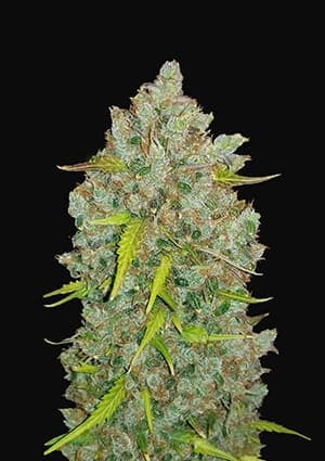 Original Auto BubbleGum autofem