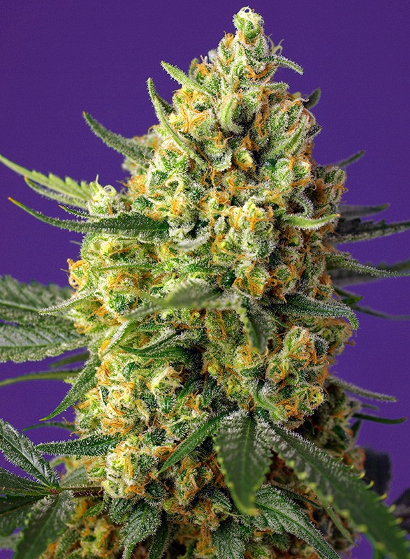 Crystal Candy XL Auto autofem