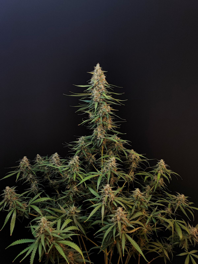 Original Auto Sour Diesel autofem