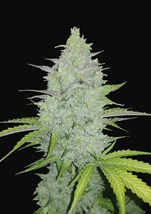 Original Auto Cheese autofem
