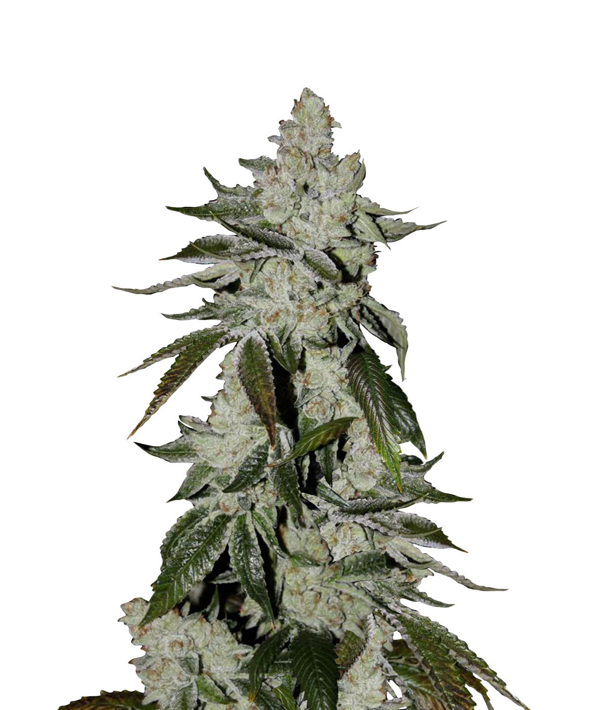 Auto Scout Cookies genetics autofem